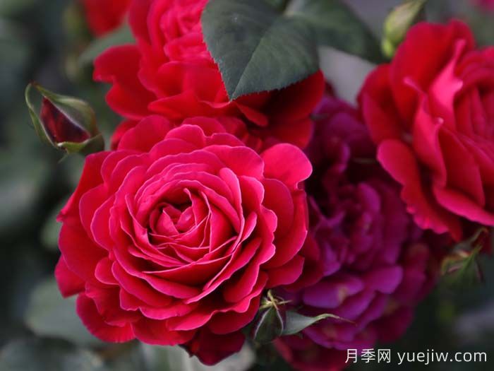 14周年紅月季/朝陽(yáng)紅(圖2)