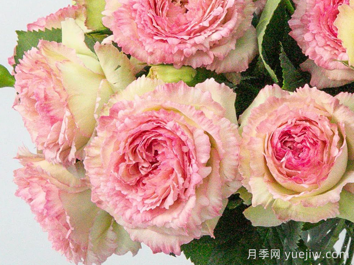 蕾絲伊甸園月季(圖1)