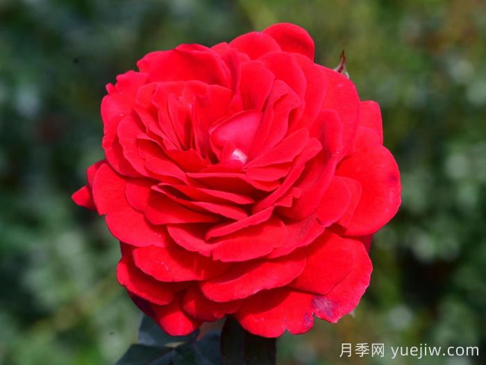 初心月季(豐花)(圖1)