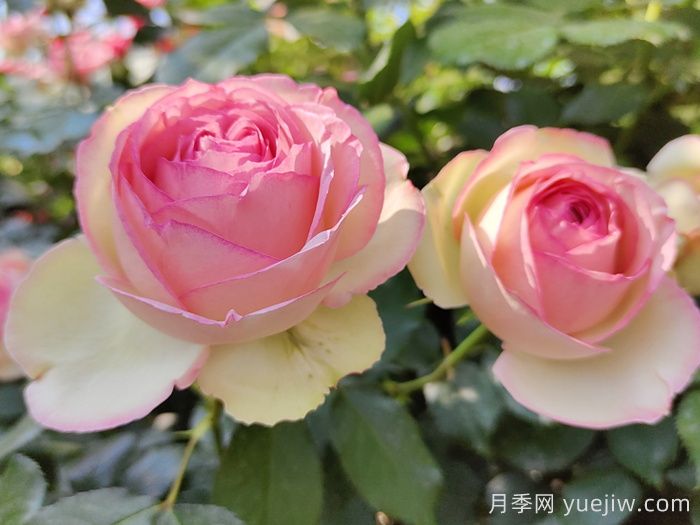 花中皇后的秘密，你不知道的月季知識(圖1)
