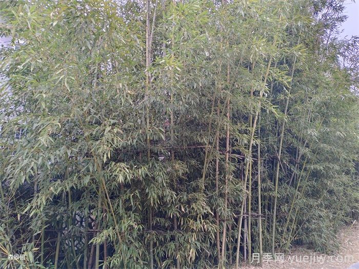 竹子的種類特性、分布狀況和應(yīng)用前景(圖2)