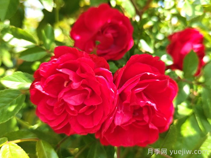 紅木香是什么月季花？耐寒可達(dá)零下20度(圖1)