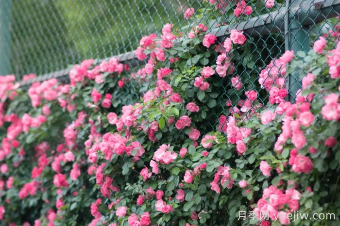 浙師大薔薇花開成瀑，安吉拉美翻了校園(圖1)