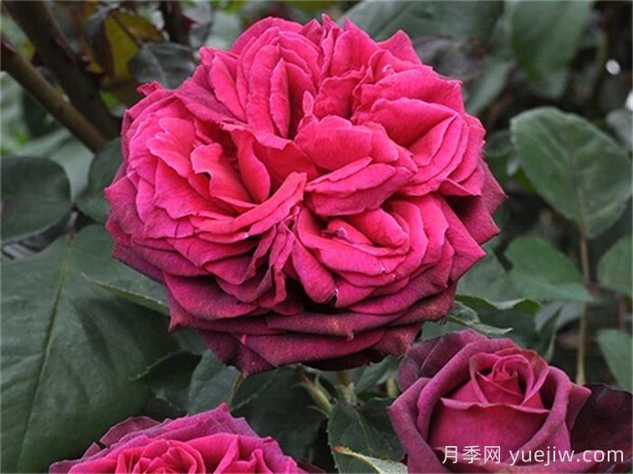 狄安娜伯爵夫人月季的優(yōu)缺點是什么？(圖1)