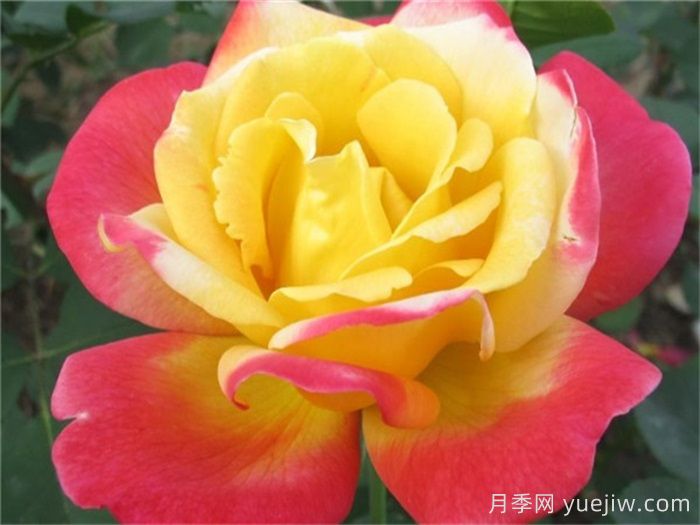 怡紅院月季的優(yōu)缺點(diǎn)是什么？(圖1)