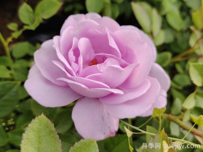 月季花開(kāi)為何多姿多彩？科學(xué)分析(圖1)