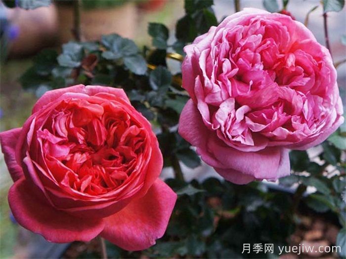 保羅克利月季的優(yōu)缺點是什么？(圖1)