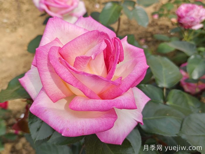 月季和玫瑰是一種花嗎？(圖1)