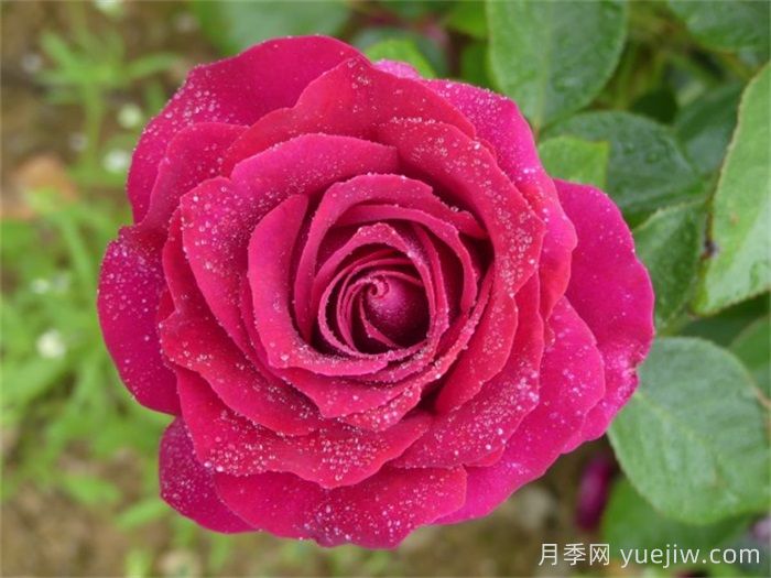 美人麗芙月季介紹和優(yōu)缺點(diǎn)(圖1)