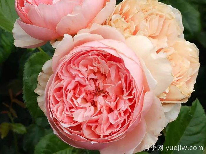推薦10種不怕熱的月季，夏天隨便養(yǎng)，花開不停(圖3)