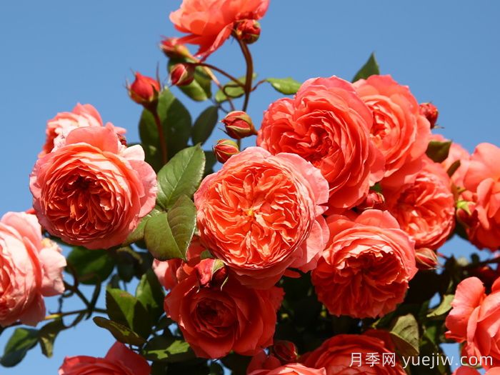 推薦10種不怕熱的月季，夏天隨便養(yǎng)，花開不停(圖4)
