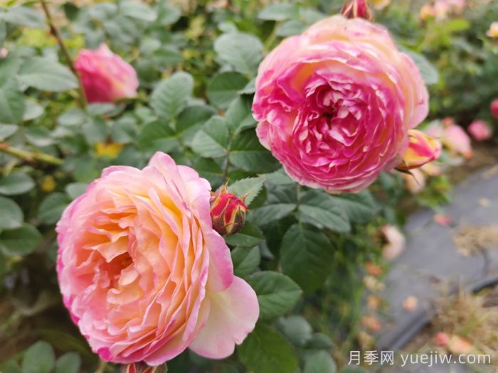 推薦10種不怕熱的月季，夏天隨便養(yǎng)，花開不停(圖5)