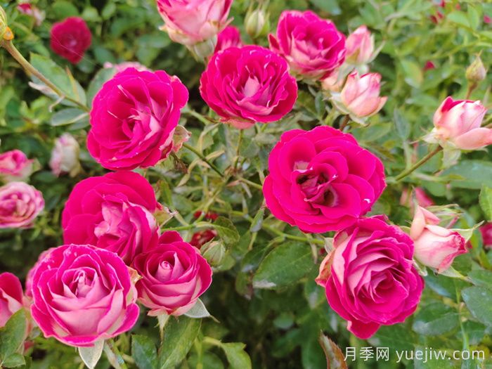 紅寶石冰月季是豐花還是微型月季？(圖1)