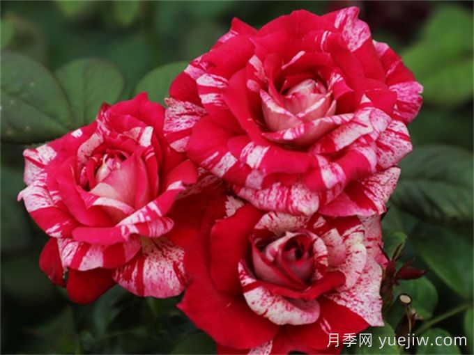 胡里奧月季的優(yōu)缺點(diǎn)是什么？(圖1)