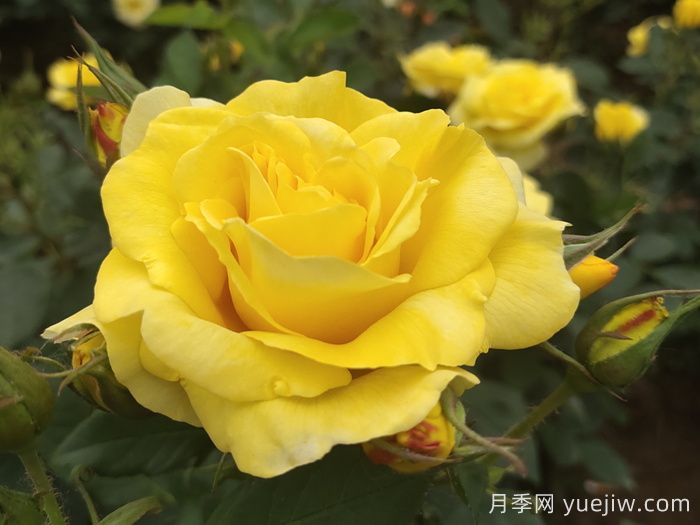 月季花有什么顏色？10大色系(圖3)