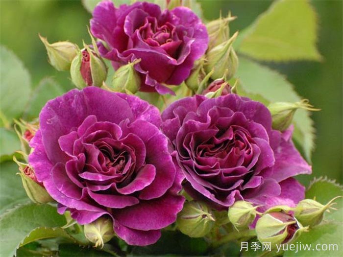 月季花有什么顏色？10大色系(圖4)