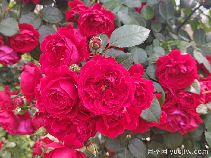 推薦10種不怕熱的月季，夏天隨便養(yǎng)，花開不停(圖1)