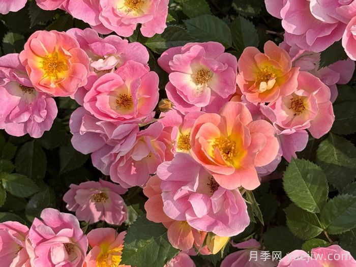 ?西子系列月季，天狼耐濕熱型低維護(hù)月季的培育路(圖1)