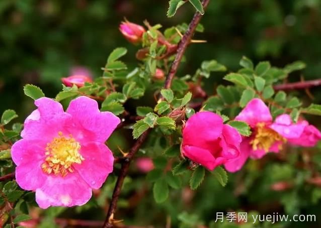 薔薇介紹，擬木香(圖1)