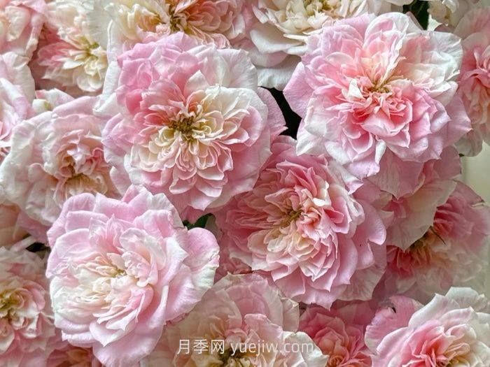 幸福之門月季的介紹和優(yōu)缺點(diǎn)(圖1)
