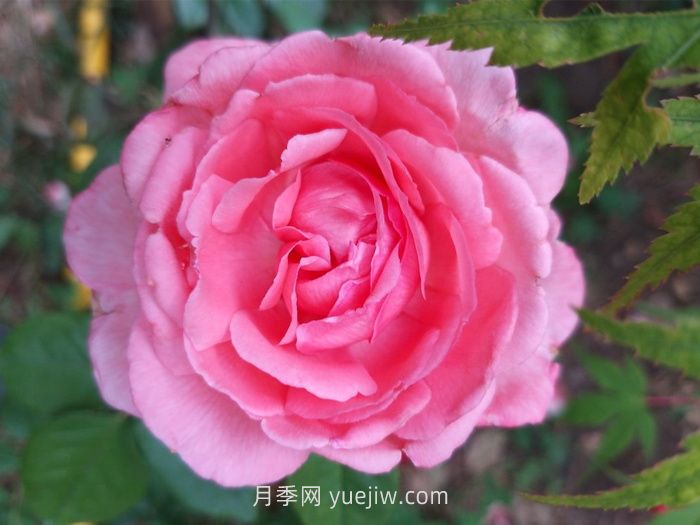 花宮娜月季介紹和優(yōu)缺點(diǎn)(圖1)