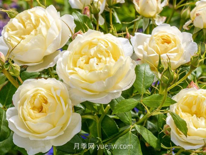凡妮莎貝爾月季介紹和優(yōu)缺點(diǎn)(圖1)