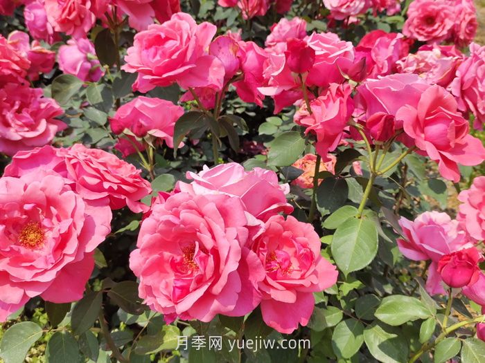 ***常見的粉色月季有什么品種？(圖1)