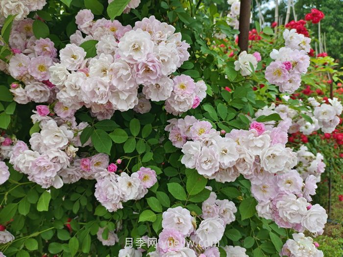 薔薇花什么時(shí)候開花，花期有多久？(圖1)