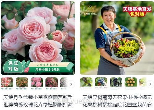  淘寶買月季，請(qǐng)推薦一些可靠的店鋪(圖1)
