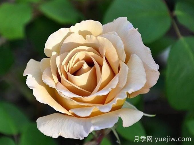 奶油糖果月季介紹和優(yōu)缺點(圖1)