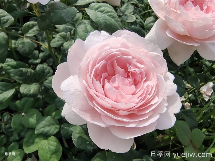 藤本月季和灌木月季的區(qū)別辦法(圖2)