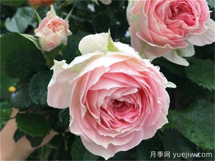 18種漂亮的藤本月季灌木月季微型月季，夏天可以養(yǎng)(圖2)