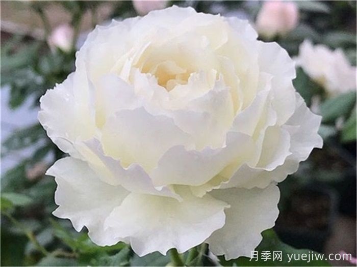 18種漂亮的藤本月季灌木月季微型月季，夏天可以養(yǎng)(圖4)