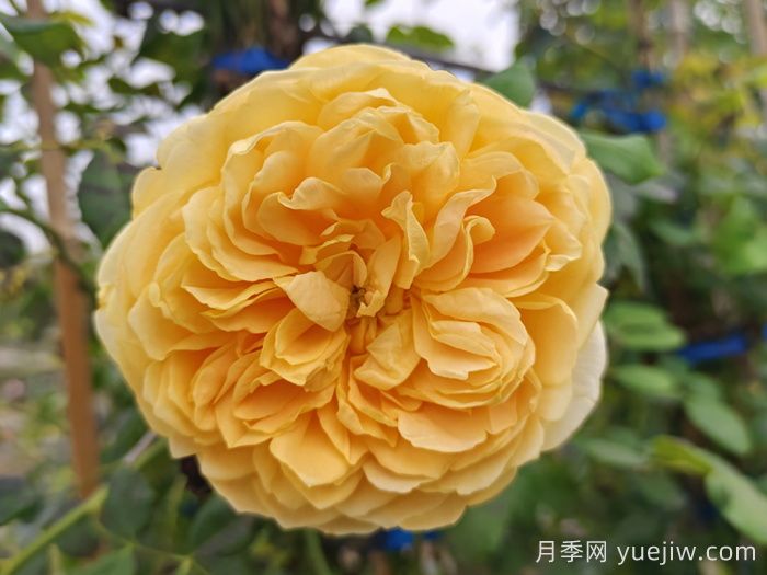 18種漂亮的藤本月季灌木月季微型月季，夏天可以養(yǎng)(圖6)