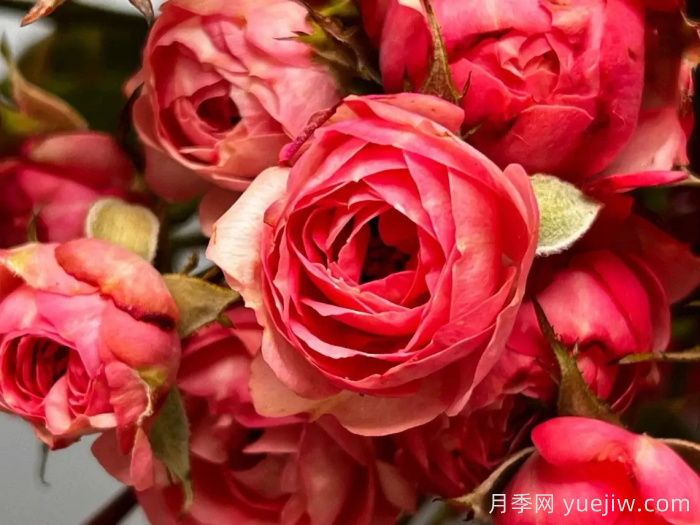 18種漂亮的藤本月季灌木月季微型月季，夏天可以養(yǎng)(圖8)