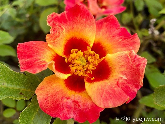 18種漂亮的藤本月季灌木月季微型月季，夏天可以養(yǎng)(圖10)