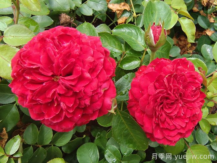    推薦30種漂亮的灌木月季花，花大味香好養(yǎng)(圖1)