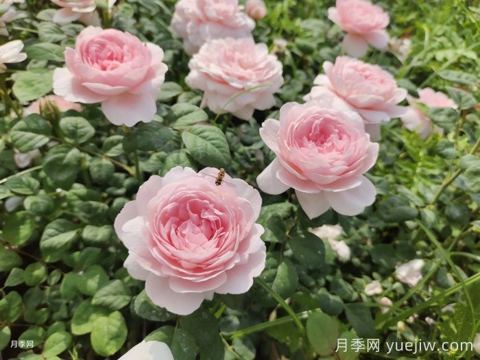    推薦30種漂亮的灌木月季花，花大味香好養(yǎng)(圖2)