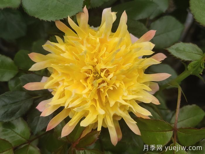    推薦30種漂亮的灌木月季花，花大味香好養(yǎng)(圖3)