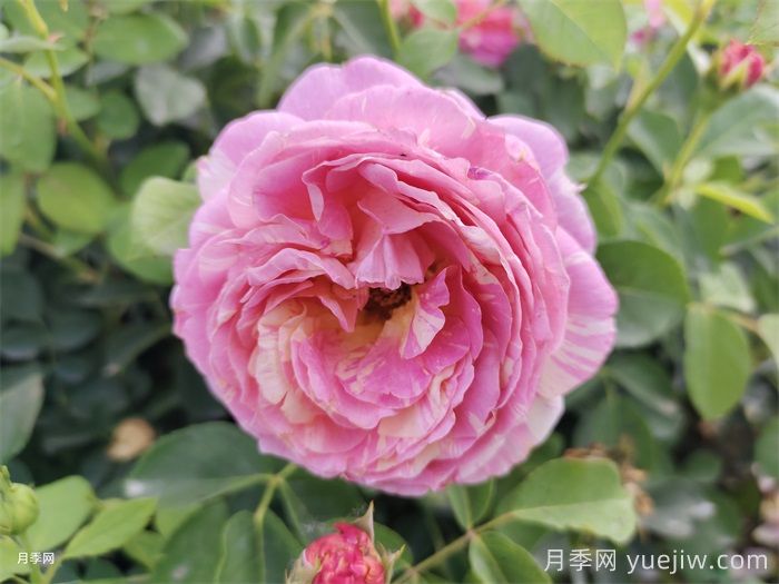    推薦30種漂亮的灌木月季花，花大味香好養(yǎng)(圖4)