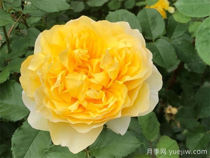    推薦30種漂亮的灌木月季花，花大味香好養(yǎng)(圖5)