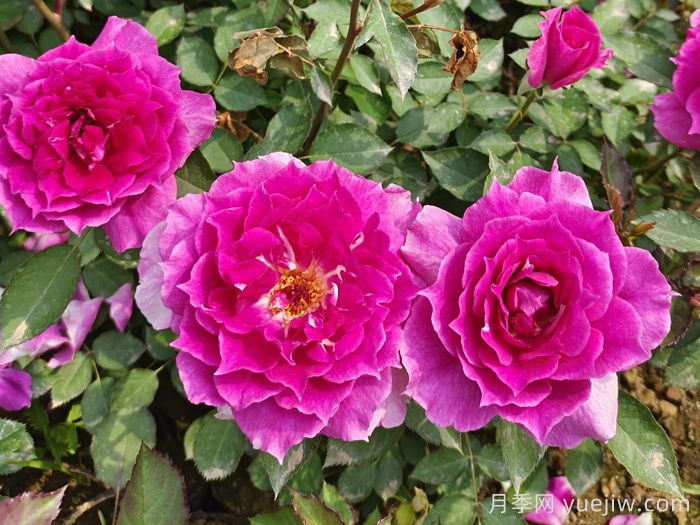    推薦30種漂亮的灌木月季花，花大味香好養(yǎng)(圖6)