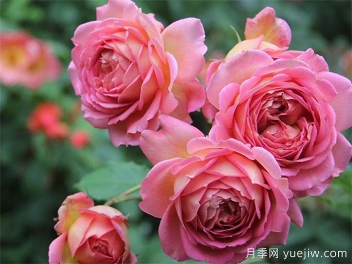    推薦30種漂亮的灌木月季花，花大味香好養(yǎng)(圖8)