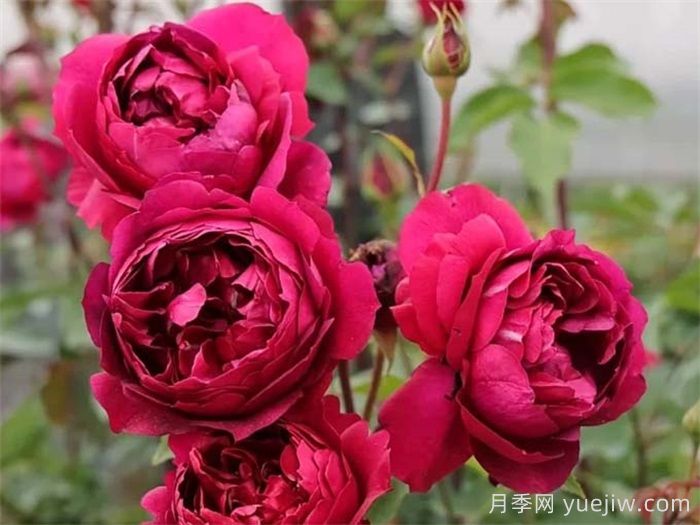    推薦30種漂亮的灌木月季花，花大味香好養(yǎng)(圖9)