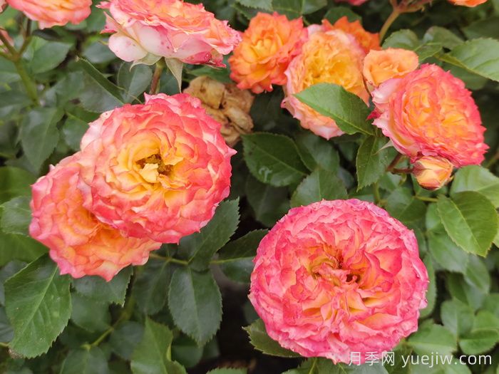    推薦30種漂亮的灌木月季花，花大味香好養(yǎng)(圖10)