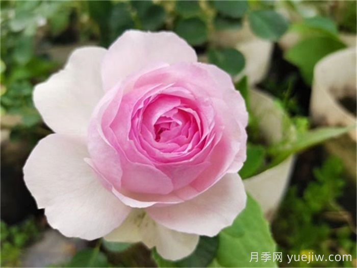    推薦30種漂亮的灌木月季花，花大味香好養(yǎng)(圖11)