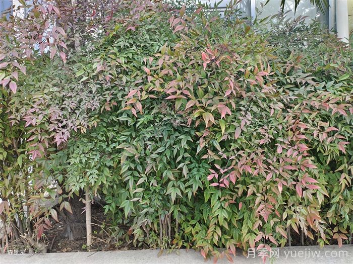 50種常見花卉綠植的養(yǎng)護指南(圖2)