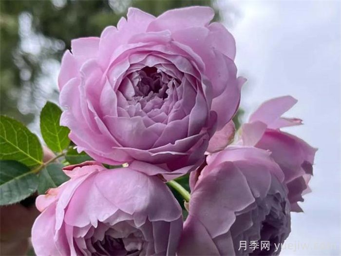 3個(gè)僵尸月季品種，花苞打不開，選擇需謹(jǐn)慎(圖2)