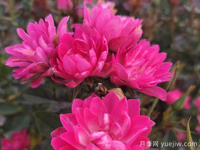 熱門50種月季花品種展示，每一種都獨(dú)特美麗(圖9)
