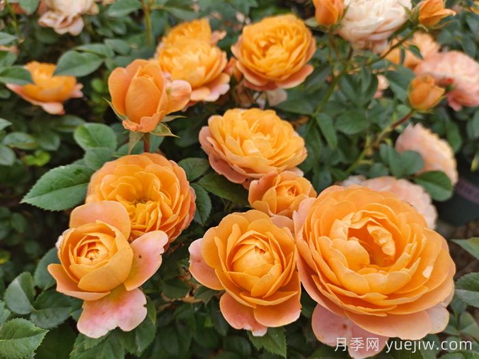 15款經(jīng)典月季花，好看好養(yǎng)，月季花開(kāi)看花海！(圖1)
